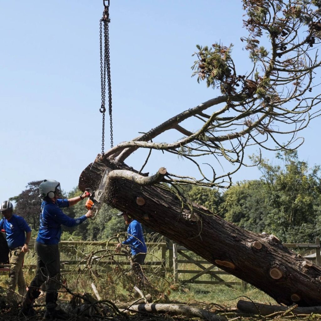 big tree removing in topeka