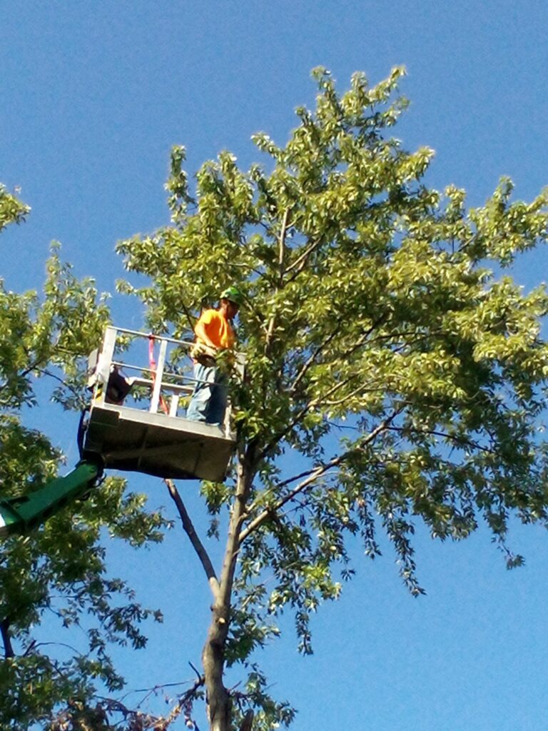 tree treeming and careing