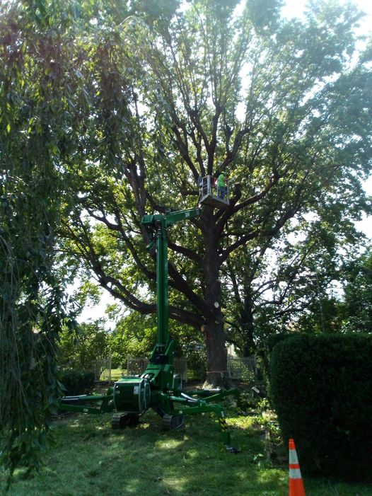 tree treeming in big tree