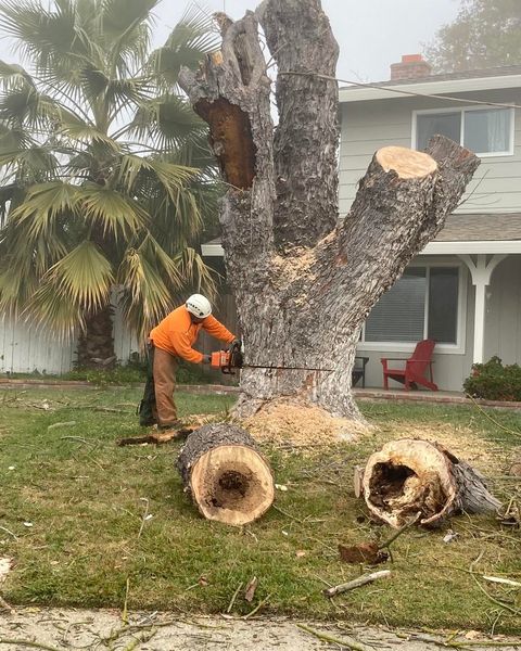 big tree removal in topeka