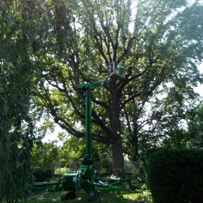 tree treeming in big tree