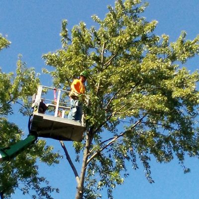 tree treeming and careing