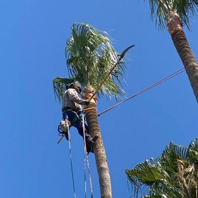 tree treeming on a tree