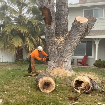 big tree removal in topeka