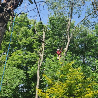 tree service in topeka, tree removal in topeka, Emergency Tree Service